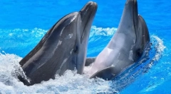 O čemu razgovaraju dupini?